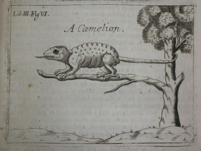 Black and white print image of a chameleon sitting on a tree branch, labelled 'A Camelion'.
