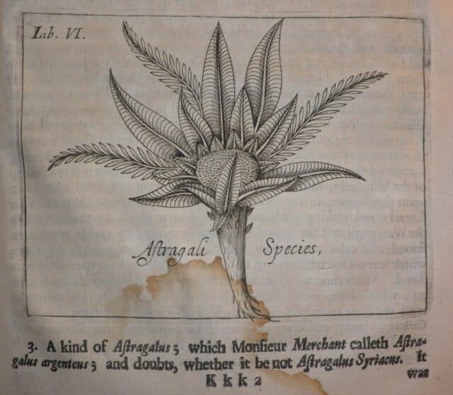 Black and white print image of a flower, labelled 'Astragali Species'.