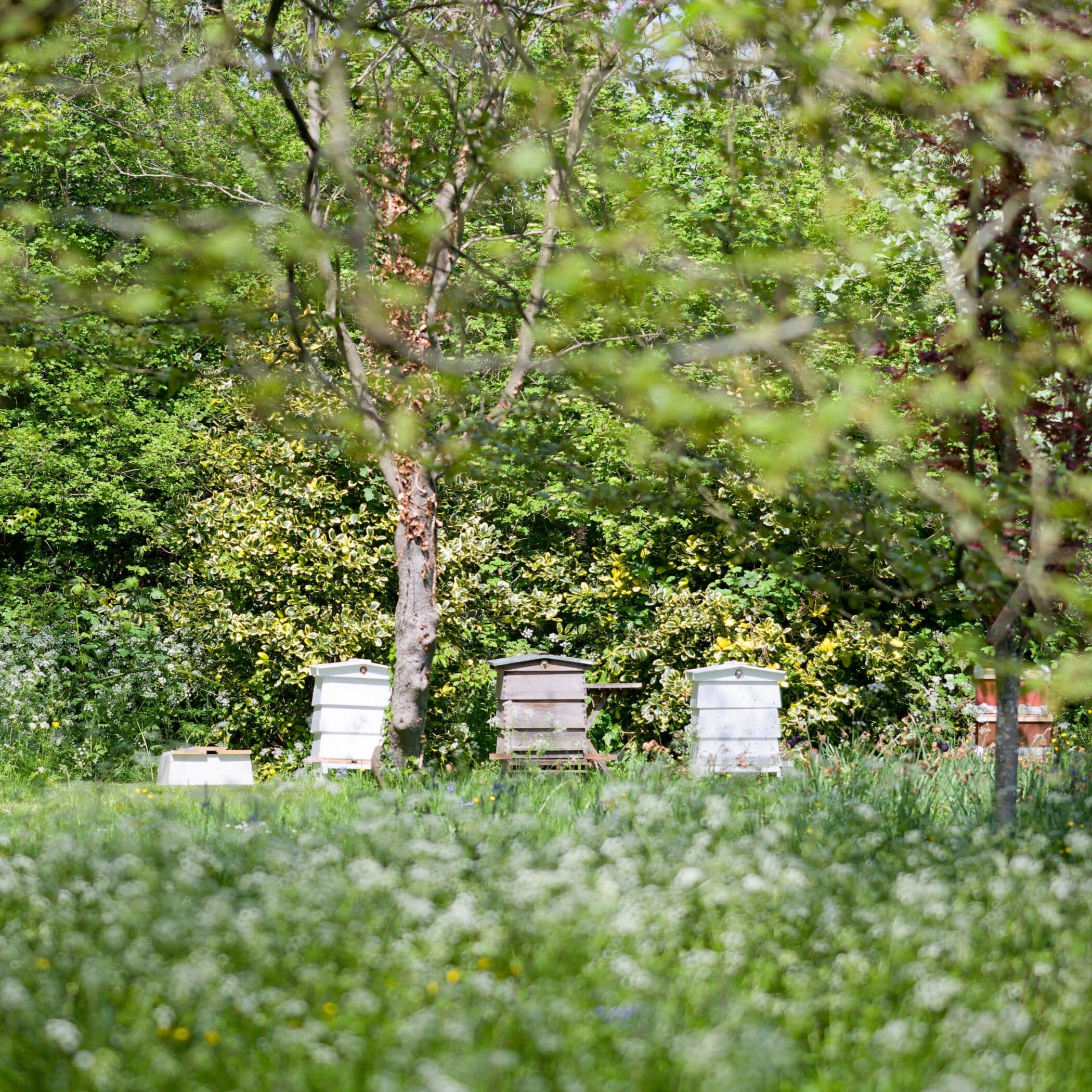 Three beehives