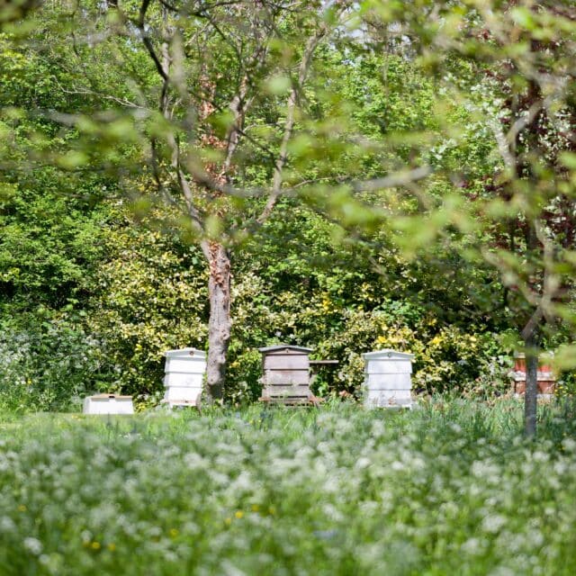 Three beehives