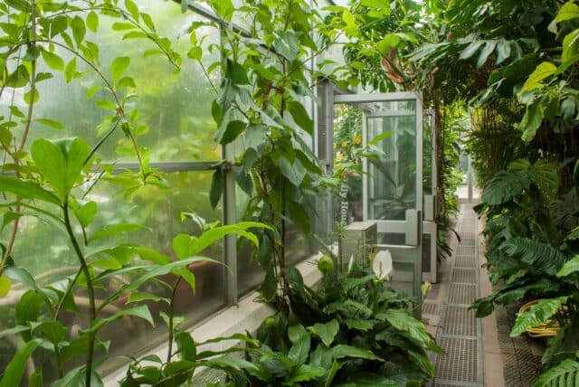 Greenhouse at Oxford Botanic Gardens