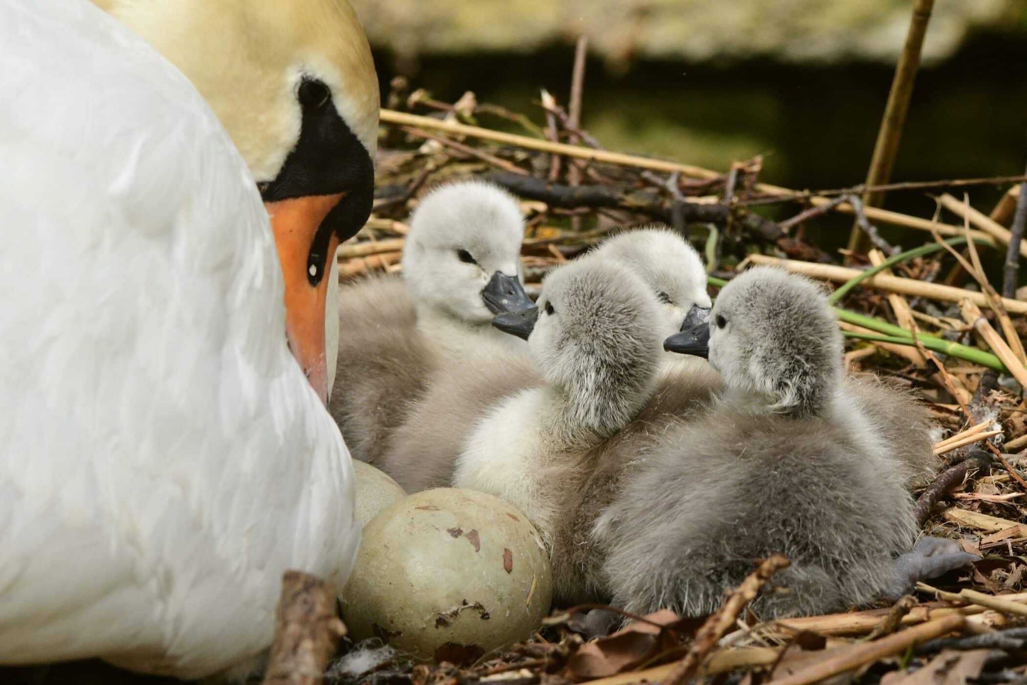 Four cygnets and a swan in a nest