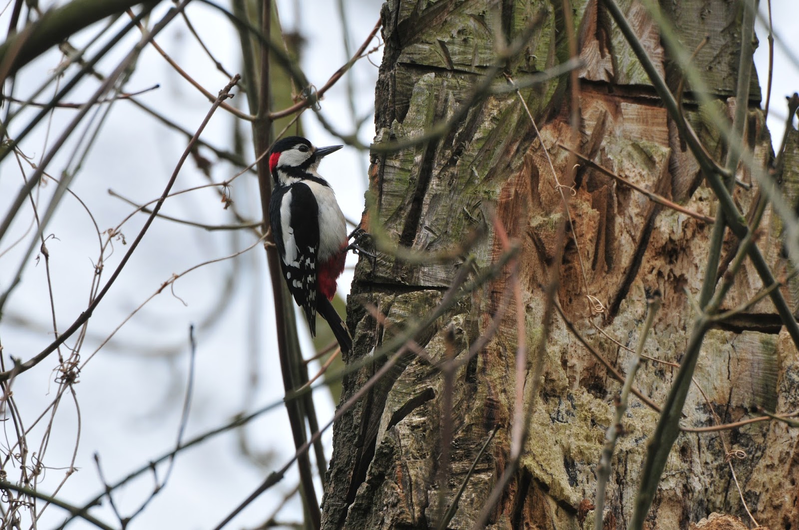 Great Spotted Woodpecker in a tree