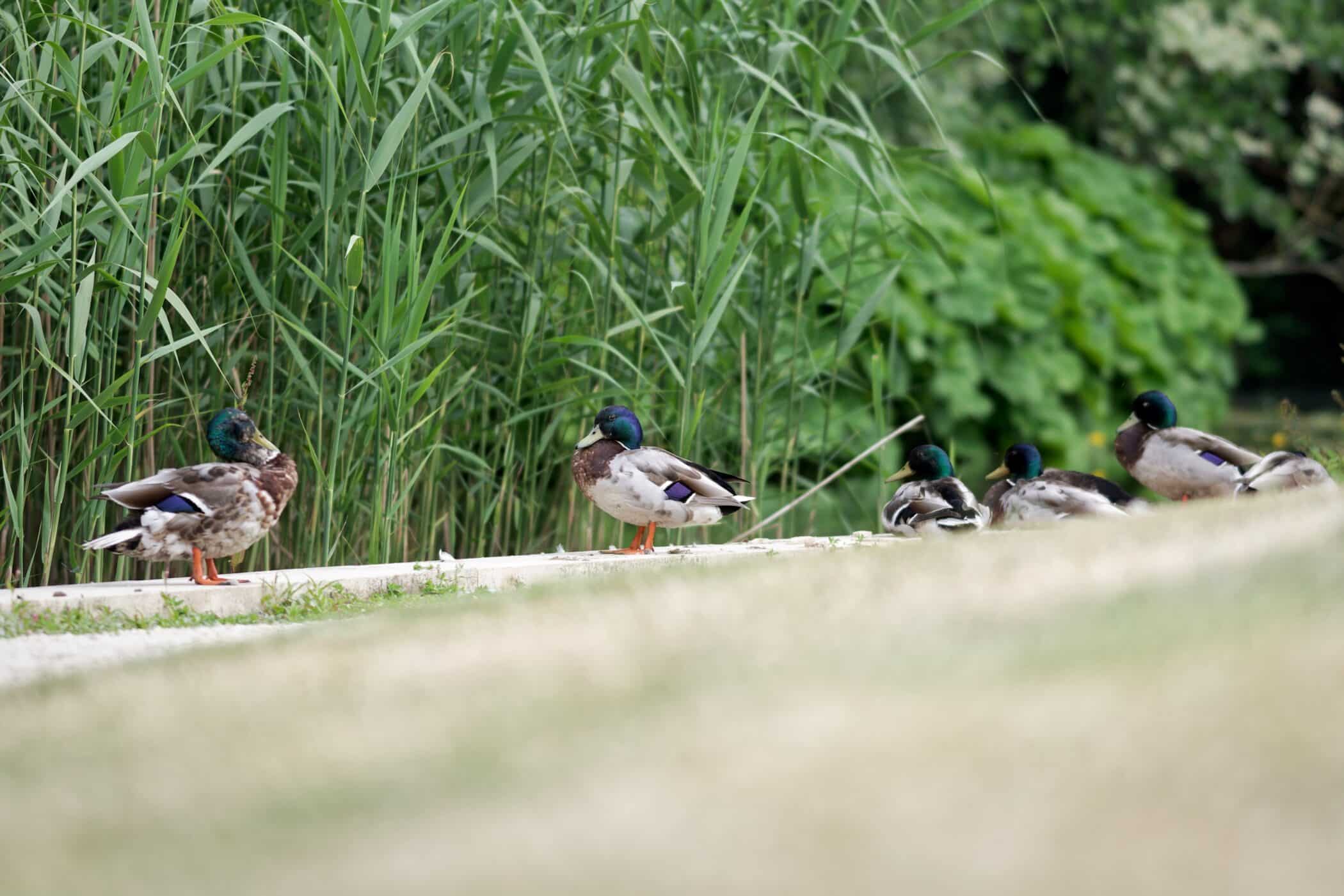 Ducks on the edge of the lake