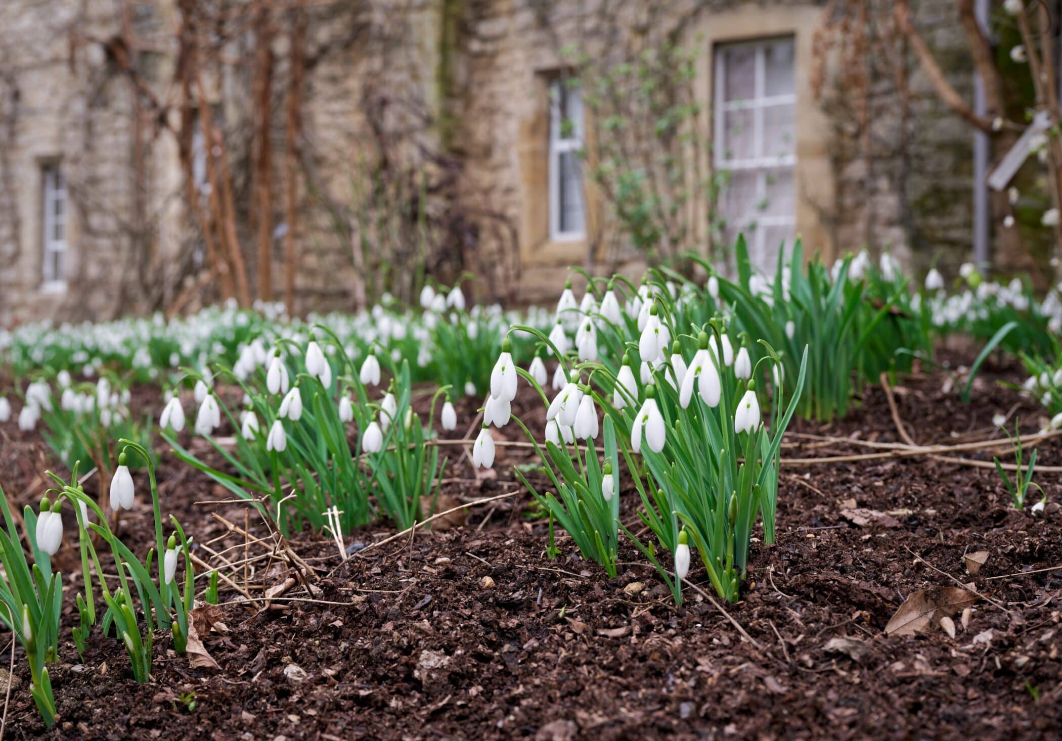 Snowdrops in the long border