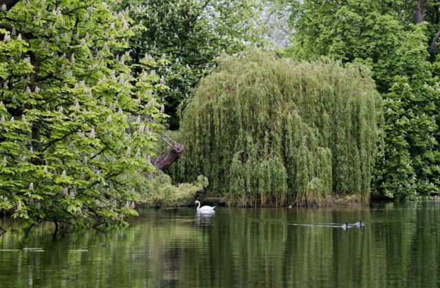 Swan and ducks on lake