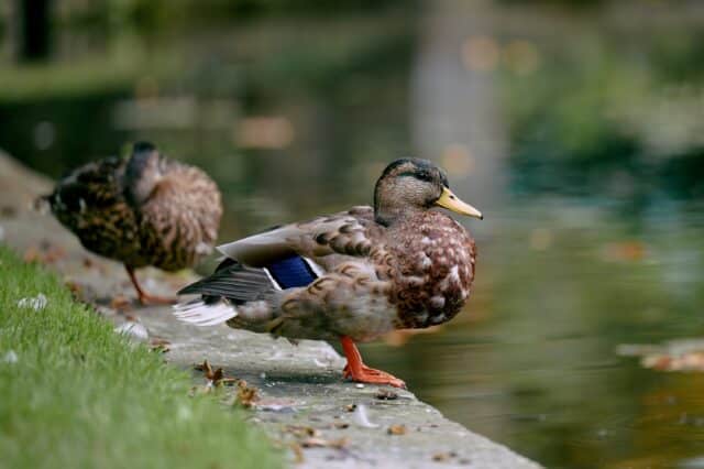 Ducks by the lake