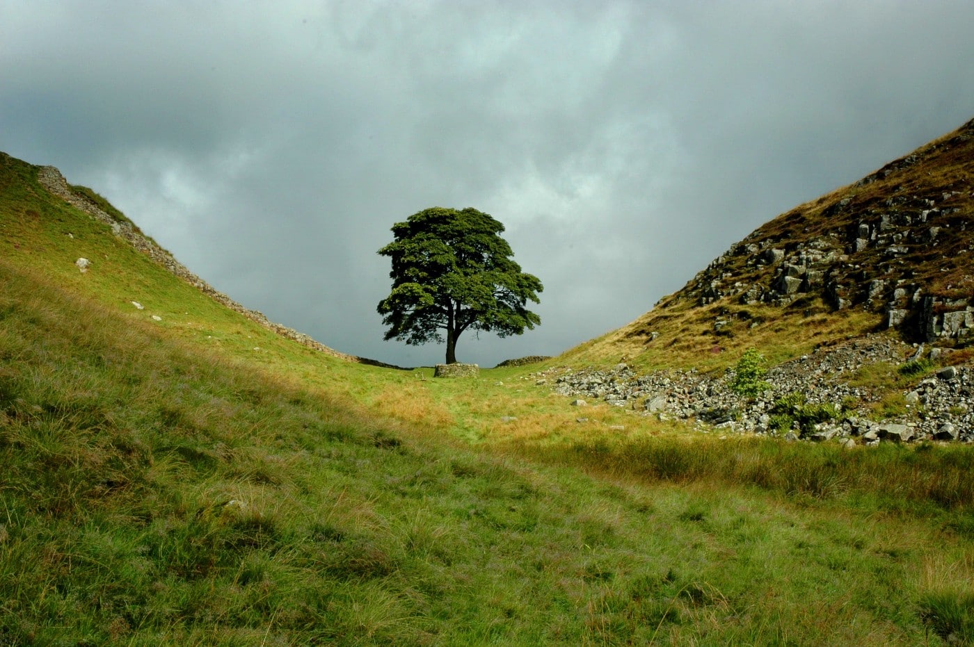 Sycamore Gap tree