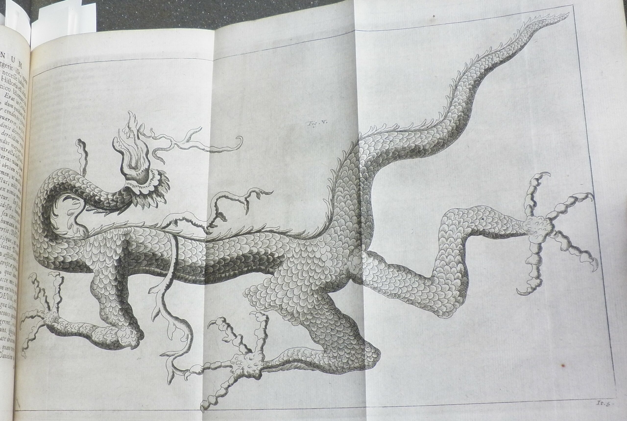 Large, fold-out black and white engraving of a dragon with four legs and a tail.