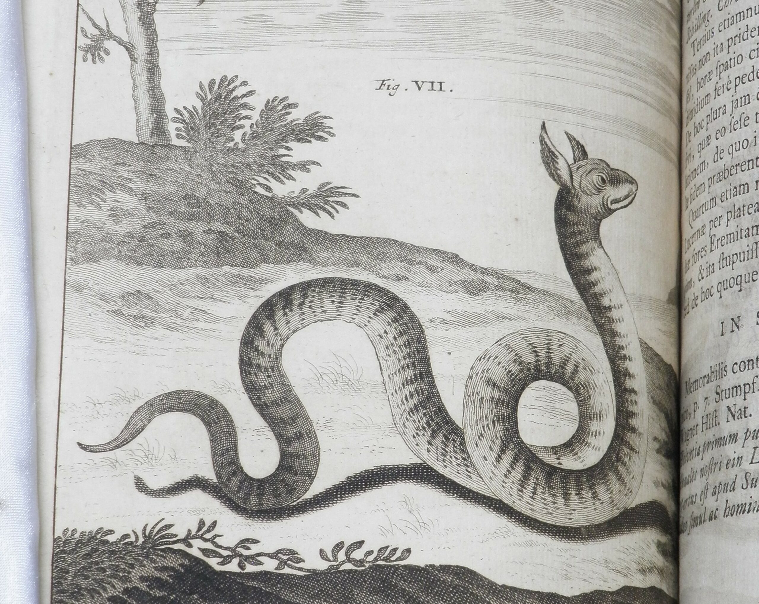 Black and white engraving of a snake-like dragon on the ground.