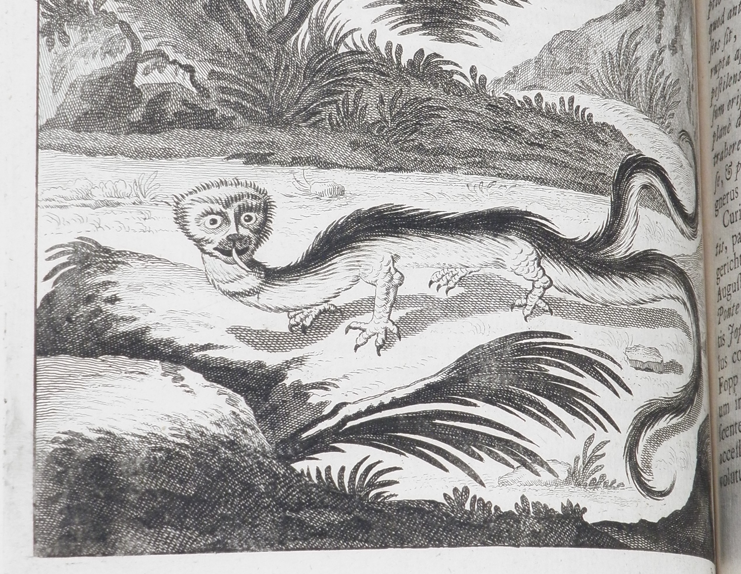 Black and white engraving of a dragon with four legs and two tails.