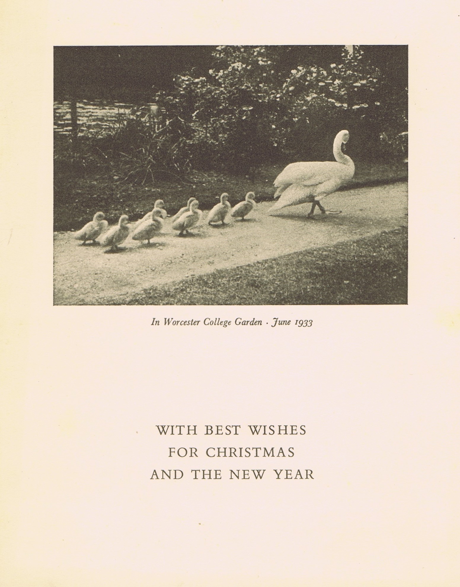 Christmas card of F.J. Lys, which has a picture of a swan walking down the path with cygnets following behind. The caption reads 'in Worcester College Garden, June 1933'.