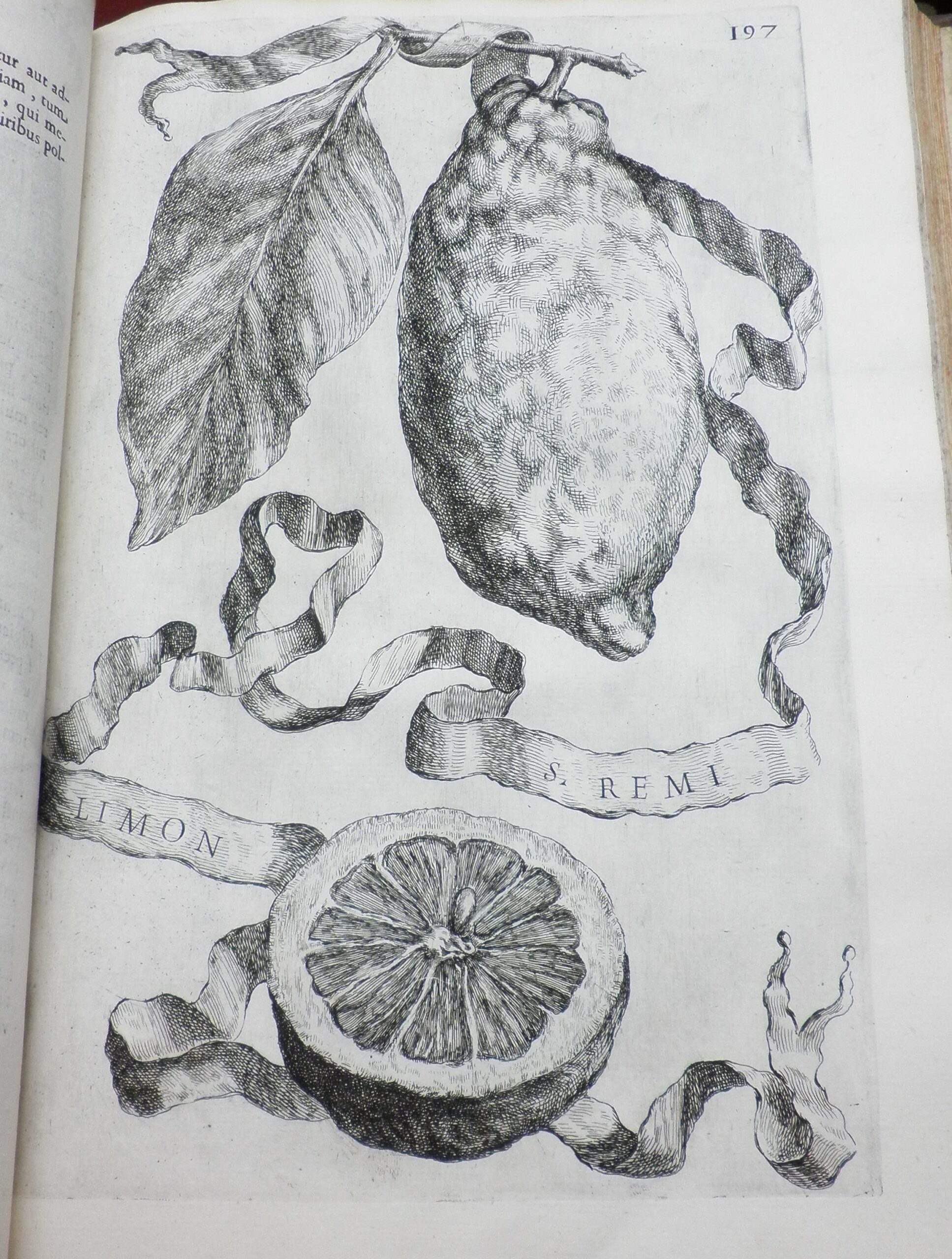 Engraving of lemon, labelled 'limon s. remi'.