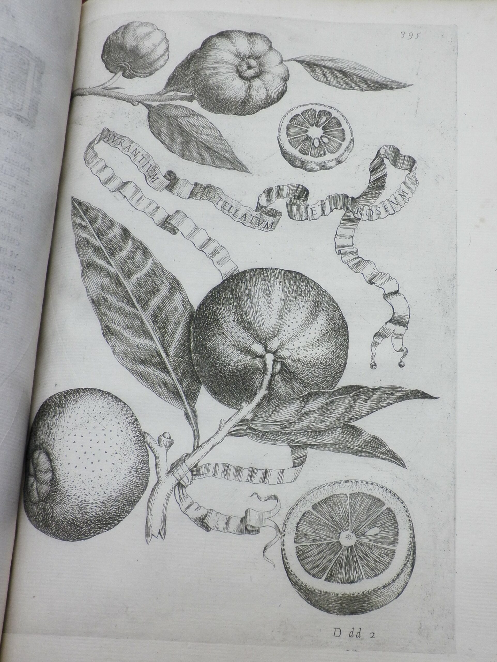 Engraved image of oranges, with branches and leaves, labelled 'aurantium stellatum et roseum'.