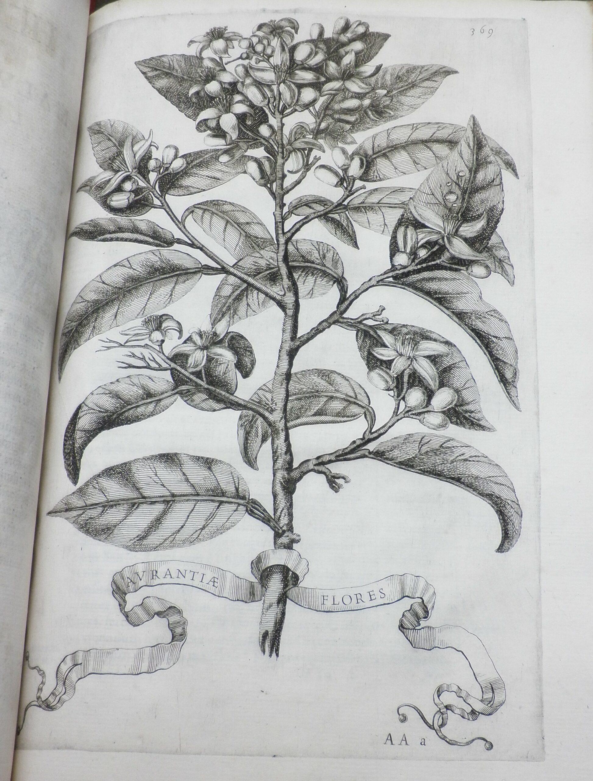Engraving of orange blossom