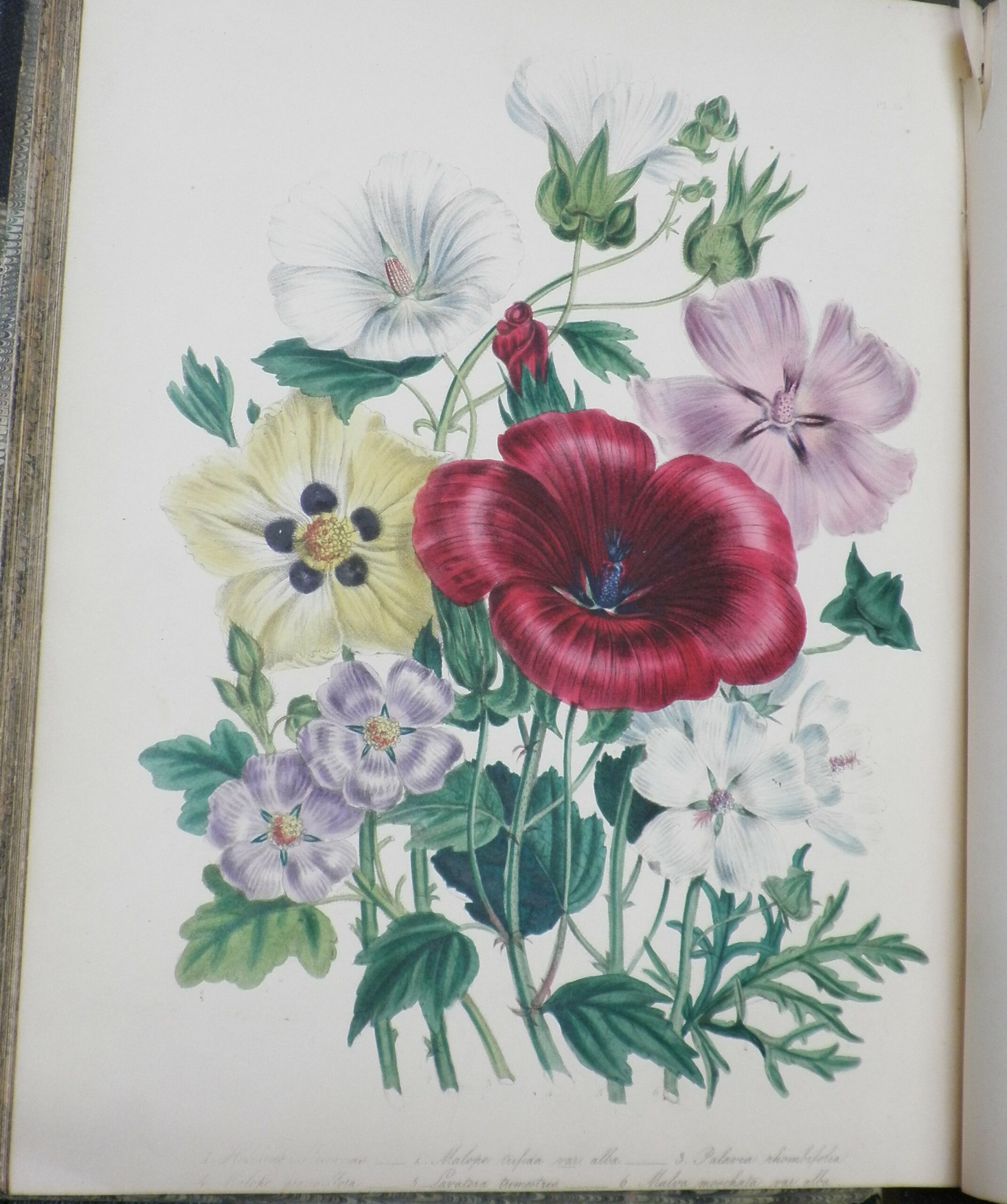 Colour illustration of red, purple, yellow, and white flowers.