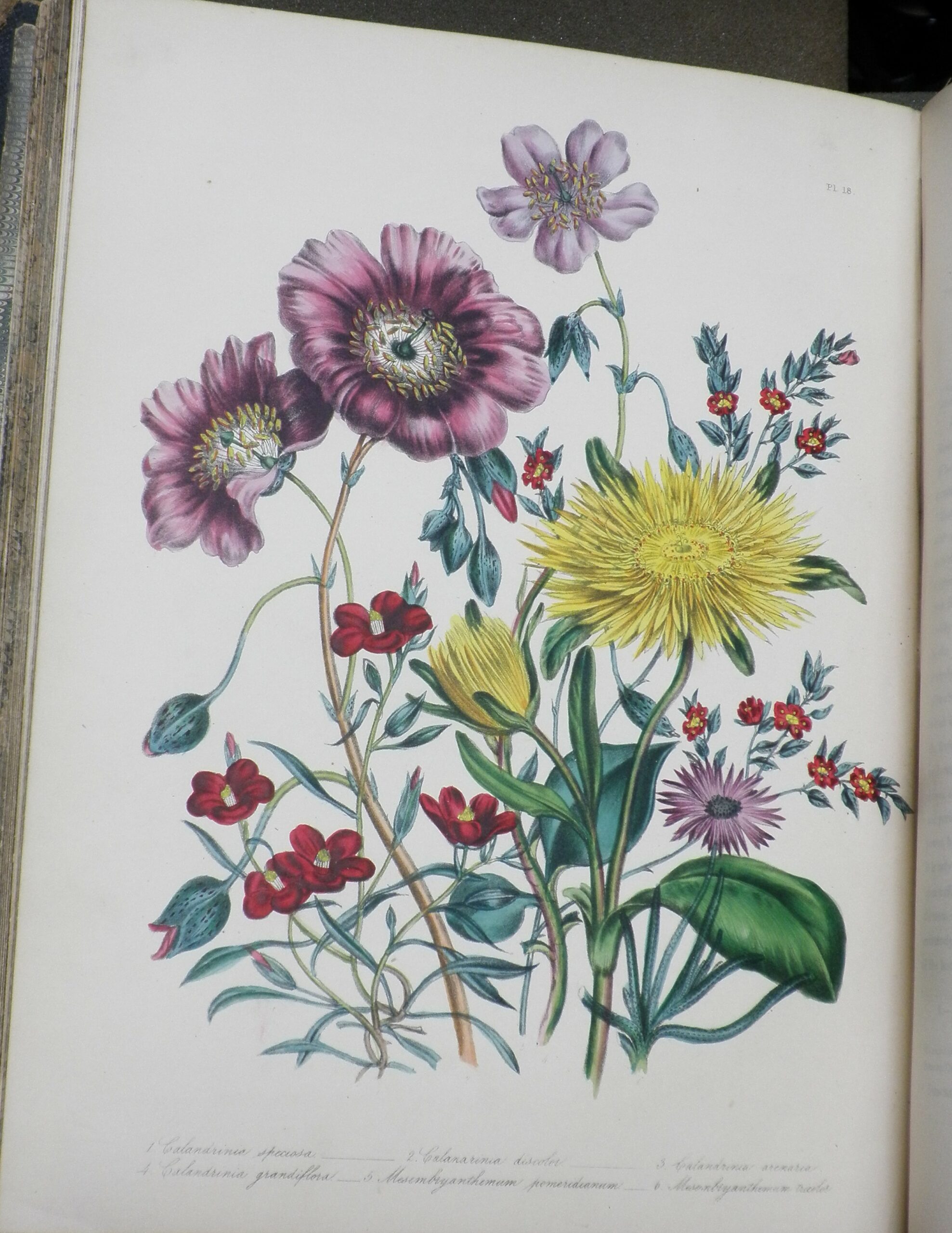 Colour illustration of red, yellow, and purple flowers, including several varieties of 'calandrinia'.