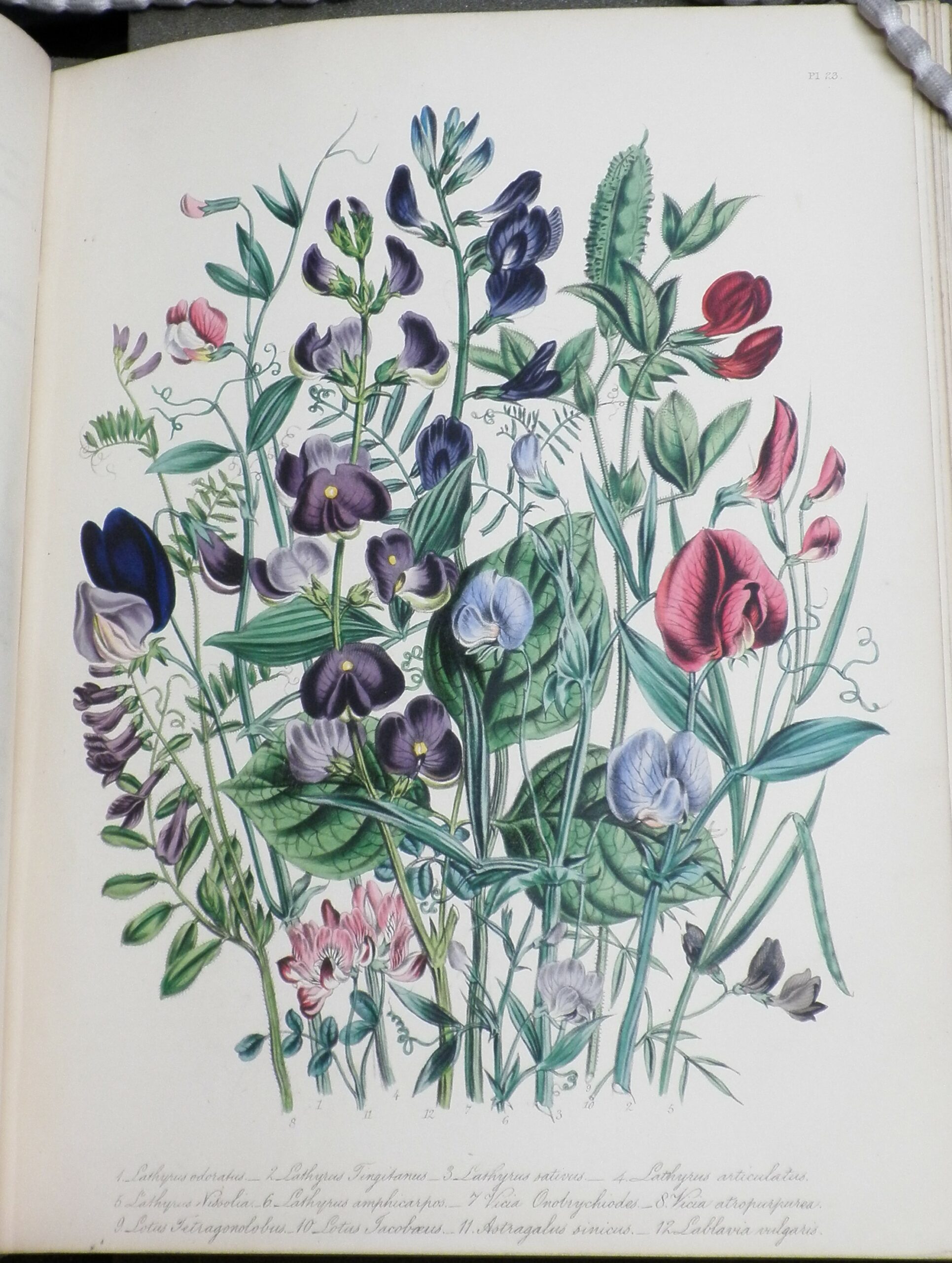 Colour illustration of a bunch of red, pink, blue, and purple flowers, mostly varieties of 'lathyrus'.