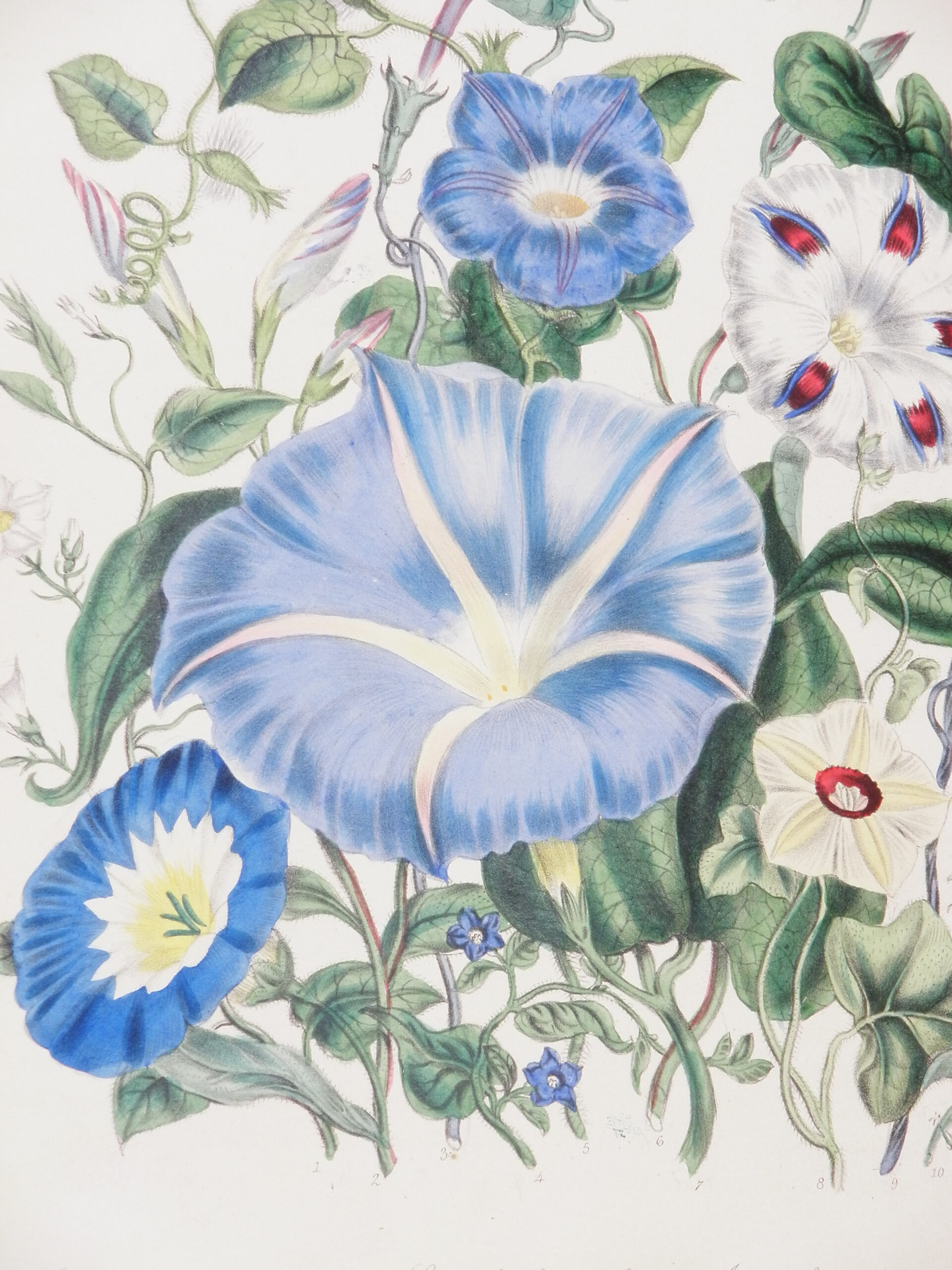 Colour illustration of blue and white morning glories.