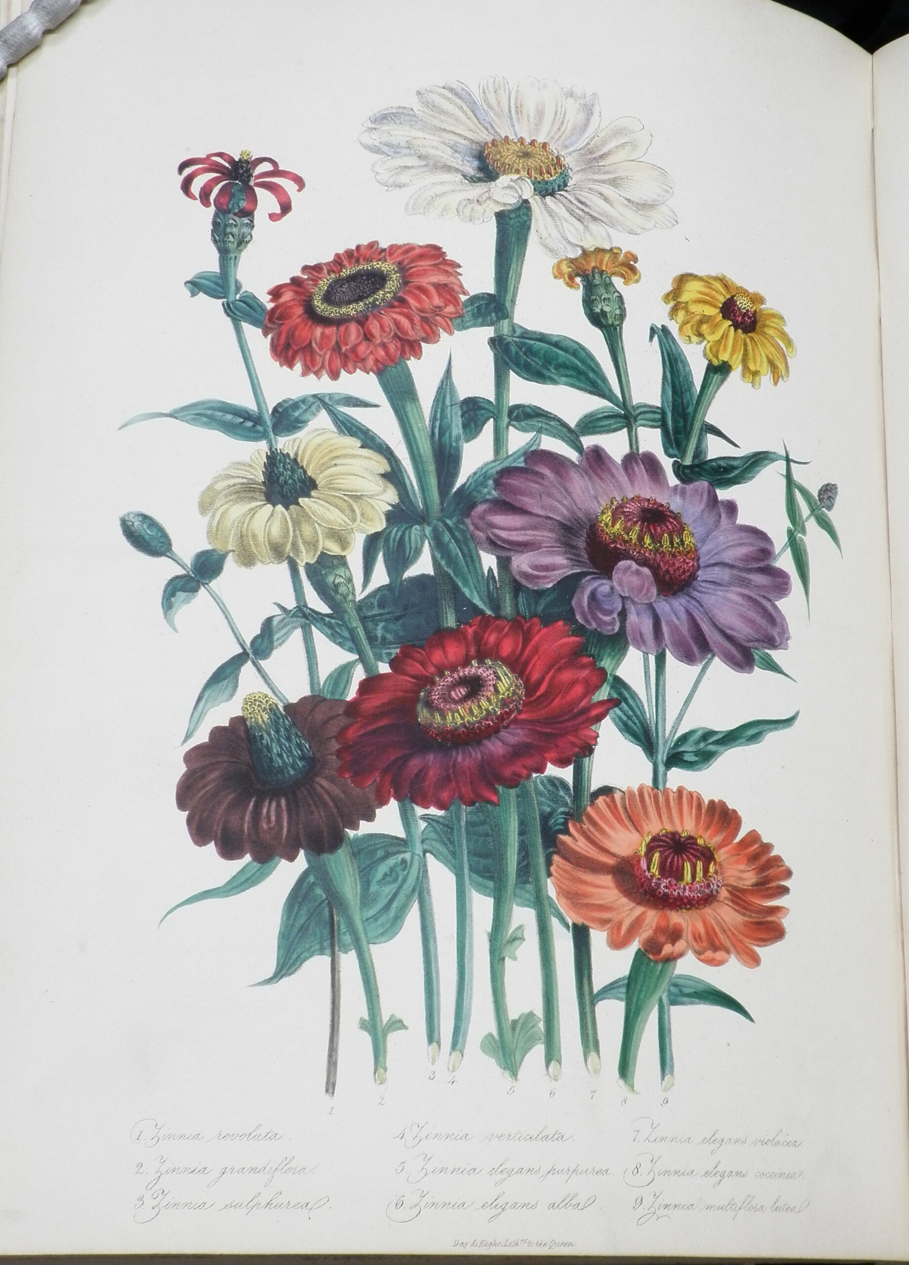 Colour illustration of red, orange, yellow, purple, and white flowers, all varieties of zinnia.