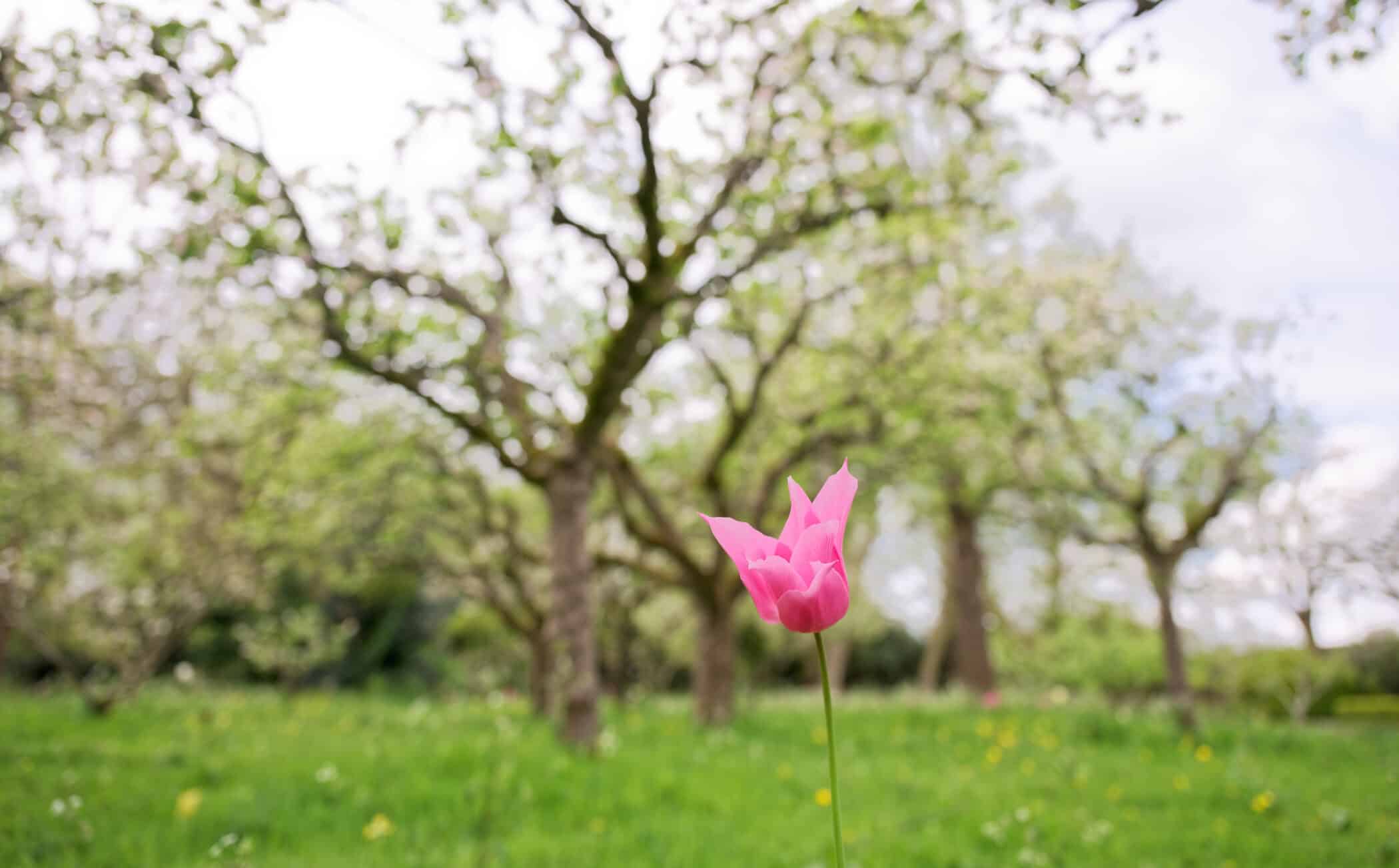 Pink tulip in the Orchard