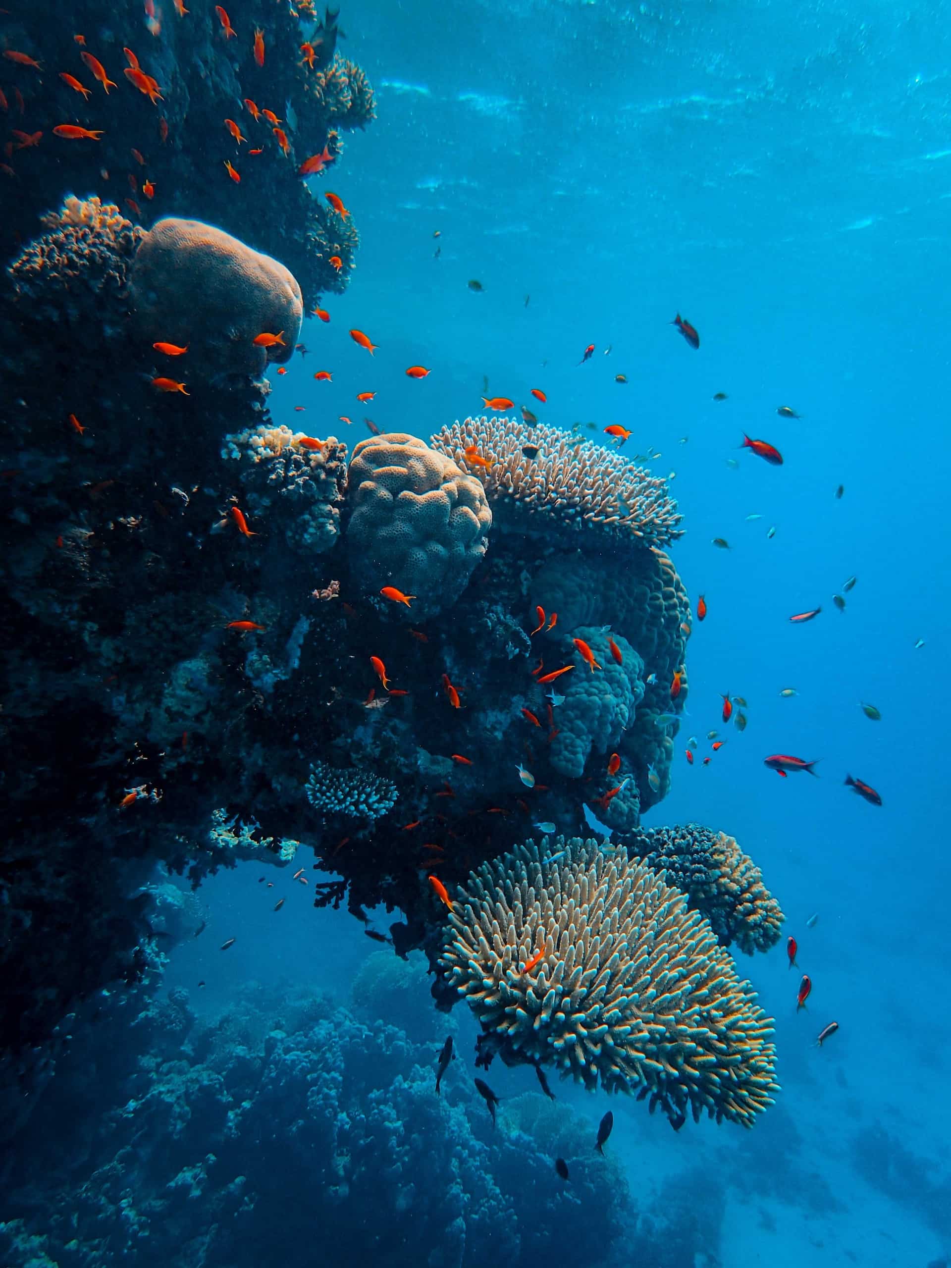 Fish in a coral reef