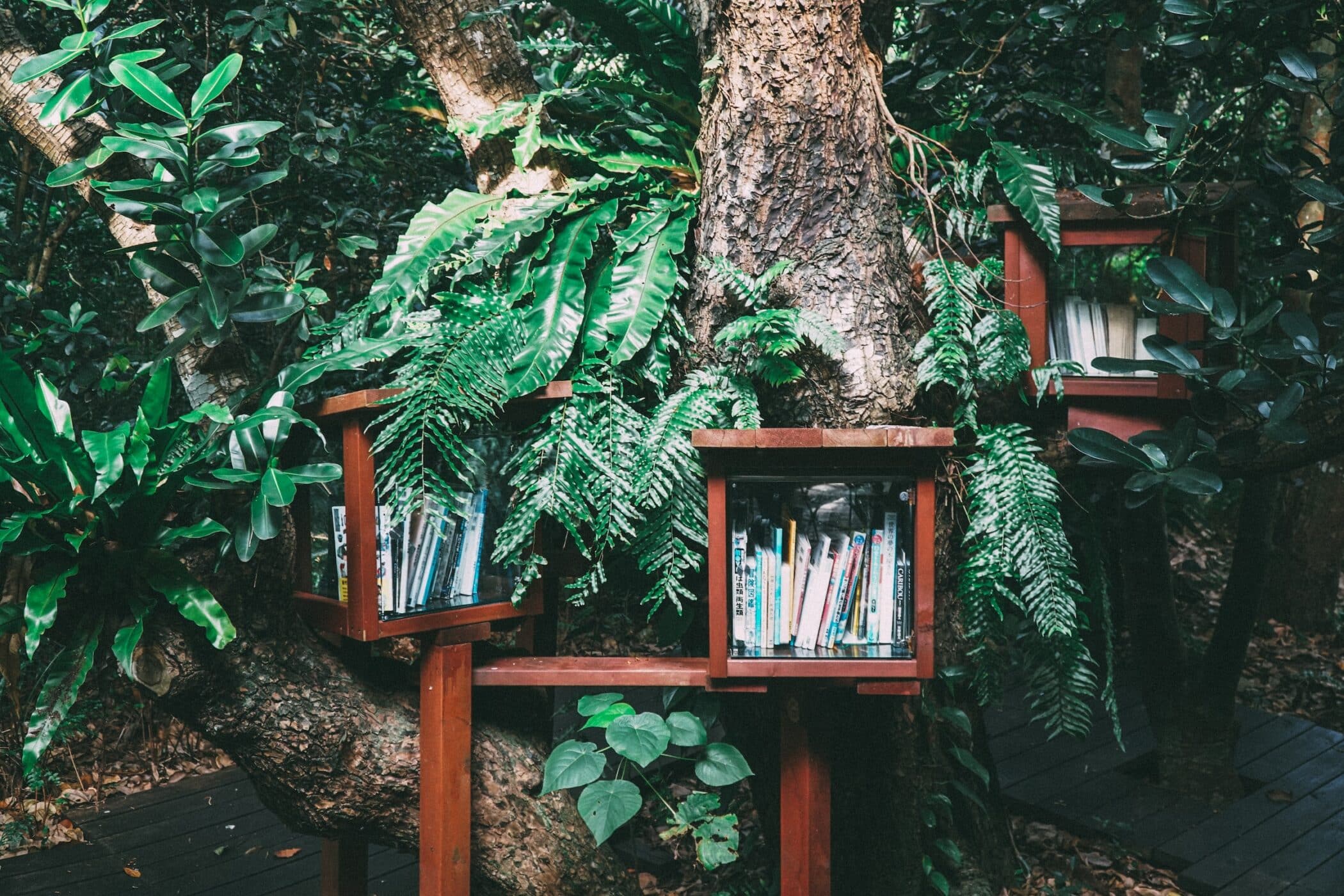 Covered bookshelves built into trunk of tropical tree