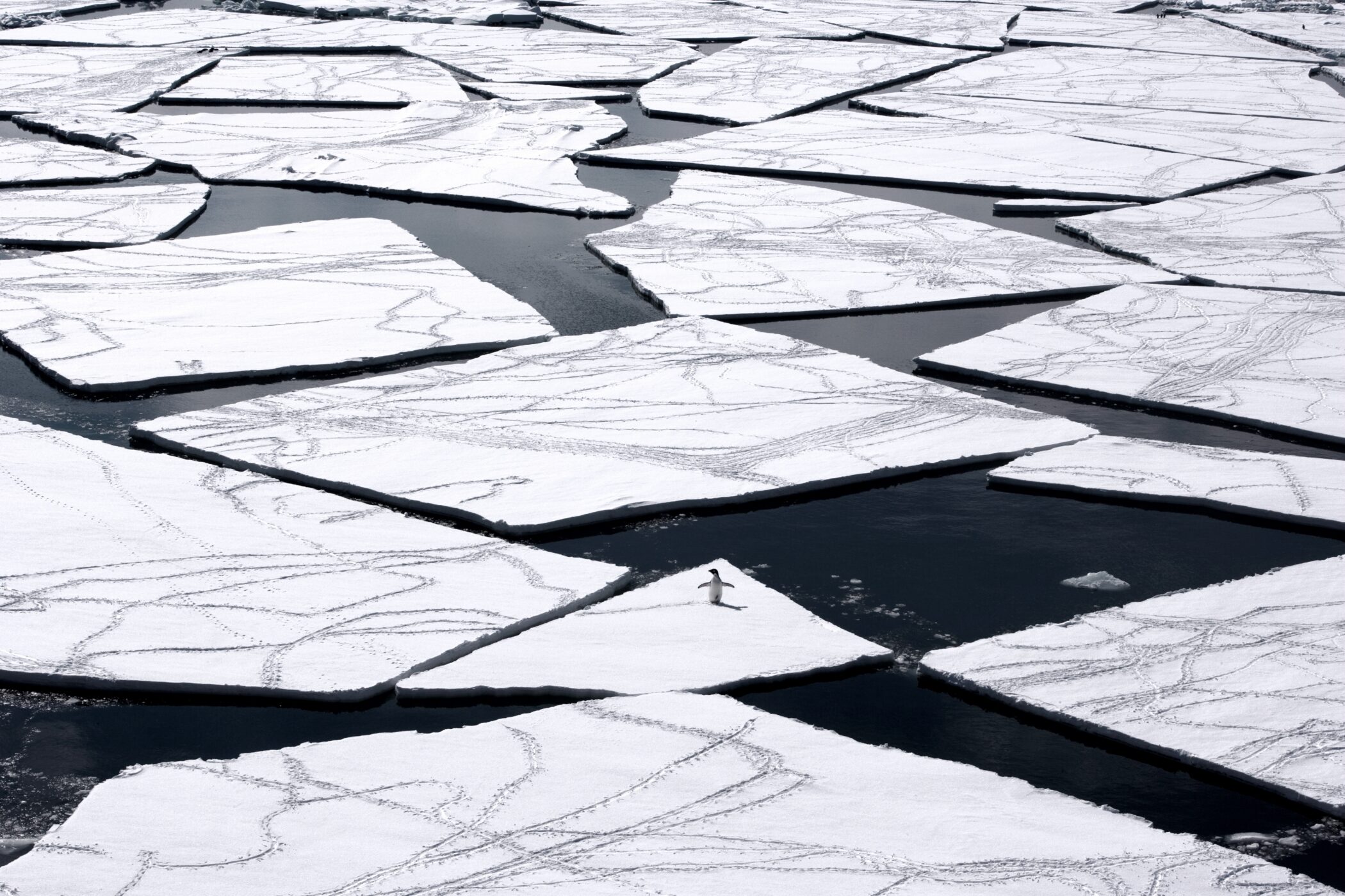 Penguin stood on pack ice