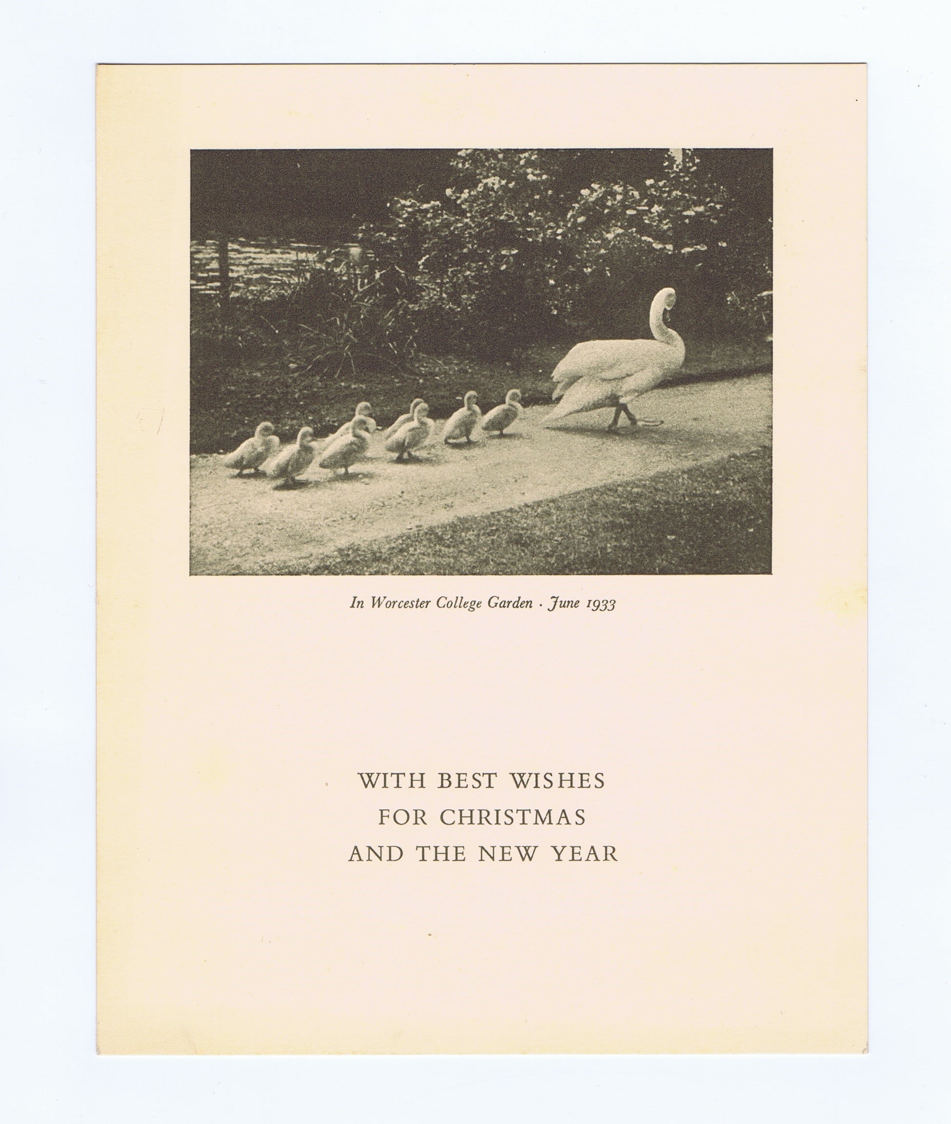 Christmas card with black and white photograph of swan followed by cygnets