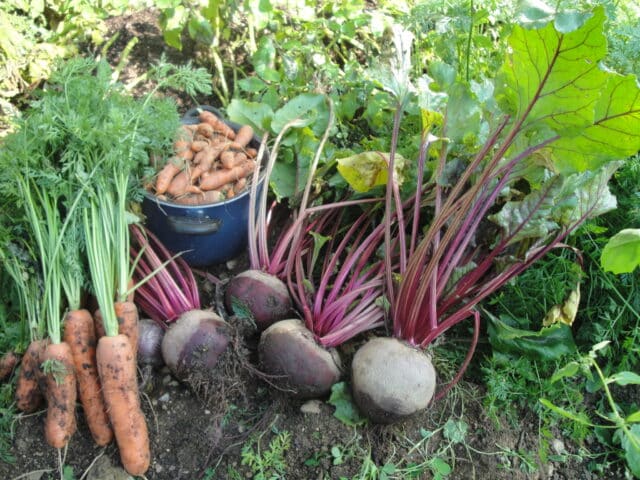 Root vegetables harvested from the Edible Garden