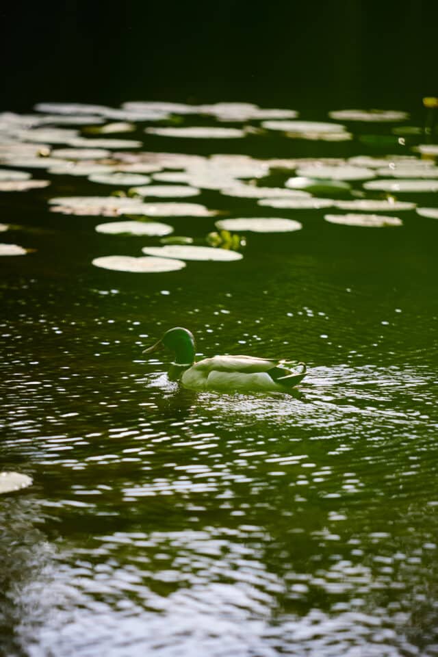 Duck on the lake